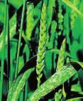 09) hält weiterhin an. 2. Die Weizenfläche wurde in Bayern erneut ausgedehnt und damit auch eine engere Getreidefruchtfolge herbeigeführt. 3.