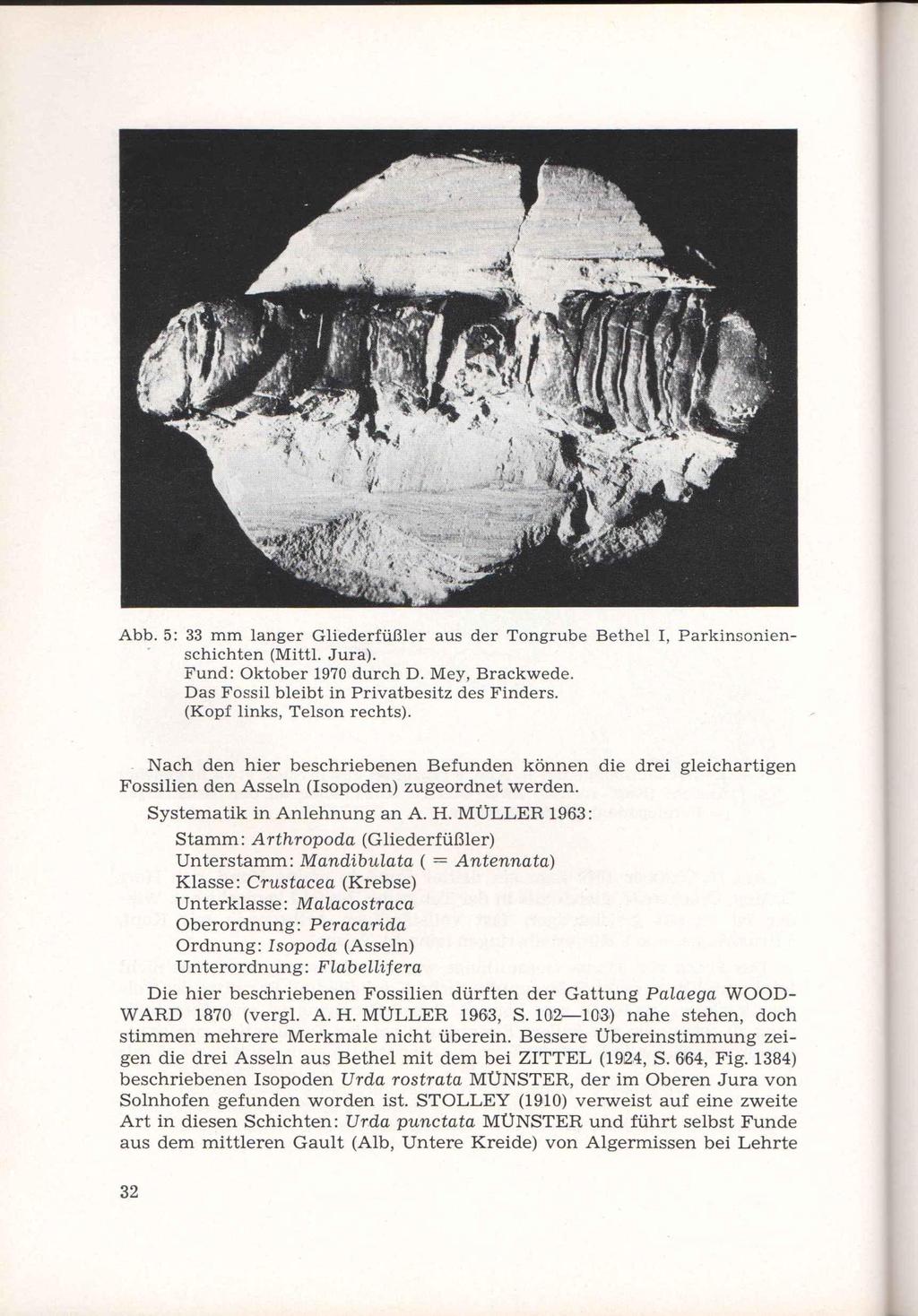 Abb. 5: 33 mm langer Gliederfüßler aus der Tongrube Bethel I, Parkinsonienschichten (Mittl. Jura). Fund: Oktober 1970 durch D. Mey, Brackwede. Das Fossil bleibt in Privatbesitz des Finders.