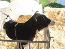 Trotz der großen Menge an Milch, die durch die Tiere zustande kommt, reichen auch die aktuellen 23 Cent pro Liter Milch nicht aus, um die Kosten der Produktion zu decken: um allein von der