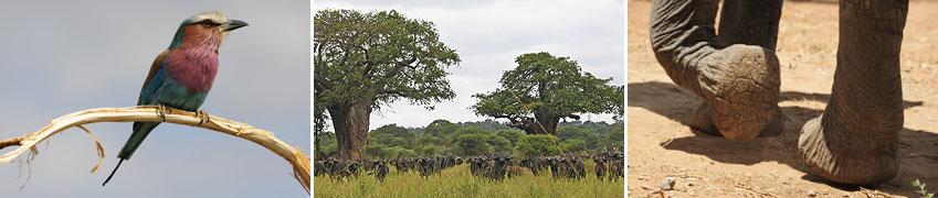 Riesige Baobabs und der Tarangire-Fluss bilden eine einmalige Kulisse. Nach einer ausgiebigen Pirschfahrt kehren Sie heute nach Arusha in die African View Lodge zurück.