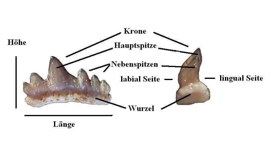 Trias-Fossilien 3. Teil: Selachier der Trias Mainfrankens, Folge B, Hybodus und Polyacrodus Die Formen von Hybodus sind die markantesten Selachier-Zähne in unserer Trias.