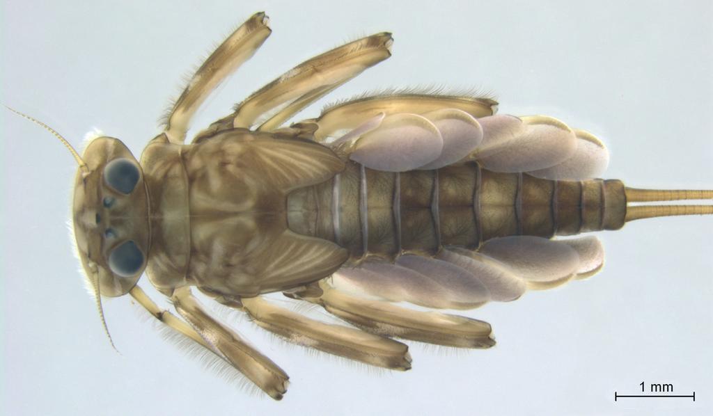 27 Die Art besitzt einen univoltinen Sommerzyklus mit der Larvalentwicklung überwiegend in den Sommermonaten, adulte Tiere werden von Juli bis September beobachtet (Haybach 2006).