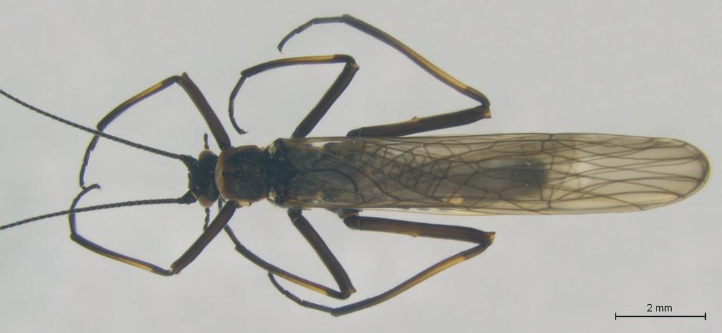 31 Taeniopteryx auberti Kis & Sowa, 1964 (Abb.