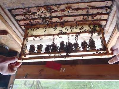 Den Bienenvölkern bereitet das in der Regel keine Probleme, sondern bei so gleichbleibenden Minustemperaturen war eine optimale Winterruhe für diesen Zeitraum gegeben.