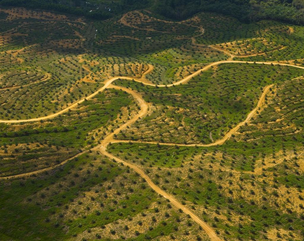1 Auf der Ölspur Palmöl ein umstrittener nachwachsender Rohstoff