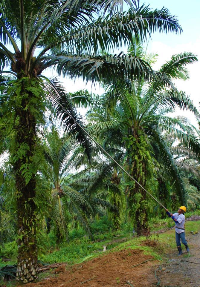 Palmöl auf einen Blick Weltweit werden jährlich rund 61 Mio. t Palmöl auf 17 Mio.
