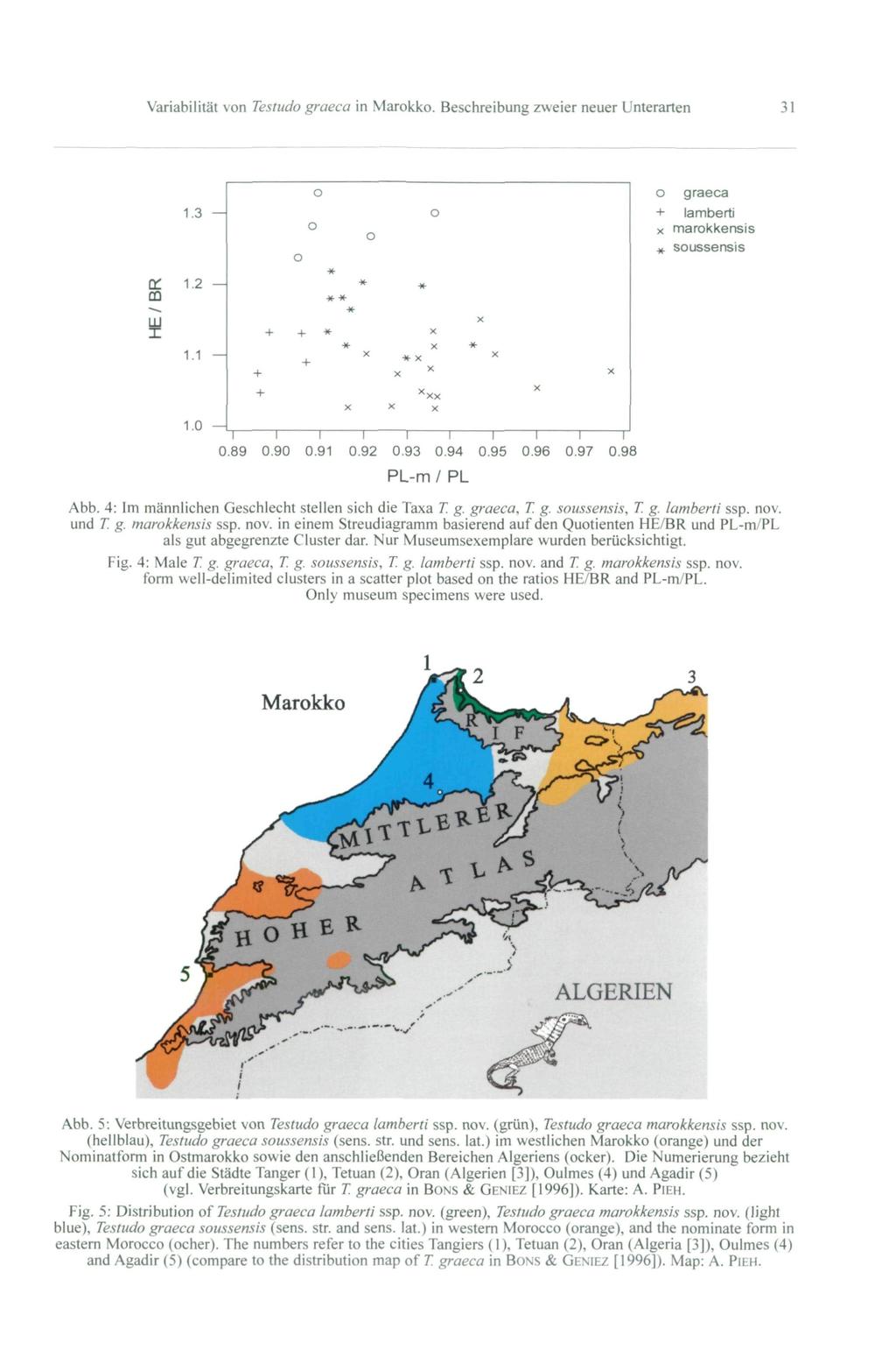 Variabilität von Testudo graeca in Marokko. Beschreibung zweier neuer Unterarten 31 o graeca + lamberti x marokkensis * soussensis 1.0-4 0.89 0.90 0.91 0.92 0.93 0.94 0.95 0.96 0.97 0.