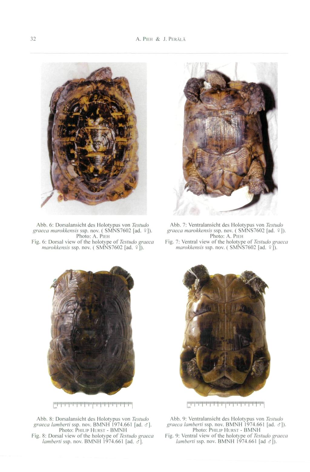 32 A. PlEH & J. PERÄLÄ Abb. 6: Dorsalansicht des Holotypus von Testudo graeca marokkensis ssp. nov. ( SMNS7602 [ad.?]). Photo: A. PIEH Fig.