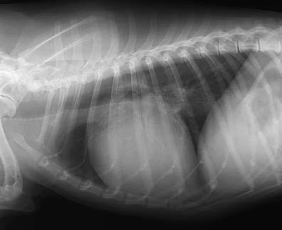 Henne oder Ei nicht mehr möglich ist. Manche Hunde mit primärem Vorhofflimmern entwickeln im Laufe der Zeit eine klassische dilatative Kardiomyopathie und/oder hochgradige Mitralinsuffizienzen.