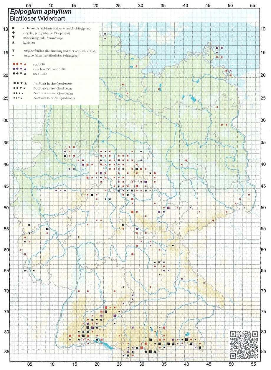 Abb. 4: Verbreitung von Epipogium aphyllum in Deutschland (NETZWERK PHYTODIVERSITÄT & BFN 2013) In Hessen zeigt der Blattlose Widerbart eine spärliche