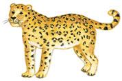 Leider ist der Jaguar aber auch sehr eingebildet. Überall erzählt er, dass er das gefährlichste und mächtigste Tier auf der ganzen Welt sei.