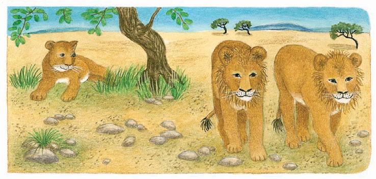 Der kleine Löwe Leo ist traurig. Seine Brüder haben beide schon eine Mähne. Aber rund um den kleinen Löwenkopf ist bei ihm das Fell nur etwas dicker.