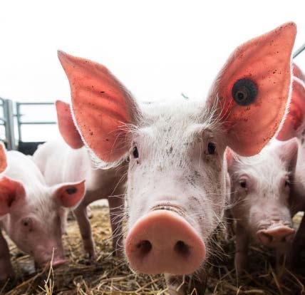 Ergebnis Optimierungspotenzial in der Öko- Schweinefleischerzeugung Mehrjährige Liefer- und Abnahmeverträge entlang der gesamten ÖWSK