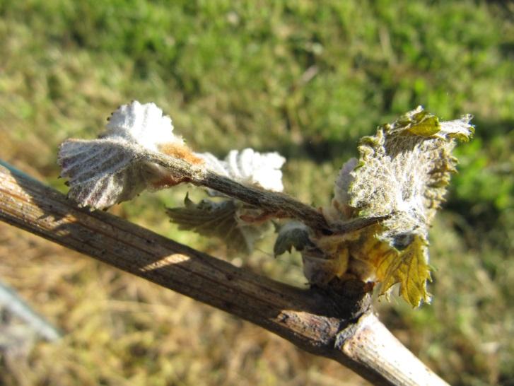 Das Weinjahr 2017 1 Witterung und Entwicklung der Reben Auf einen wieder einmal relativ strengen Winter folgte ein sehr milder Frühling. Vor allem der März war überdurchschnittlich warm.