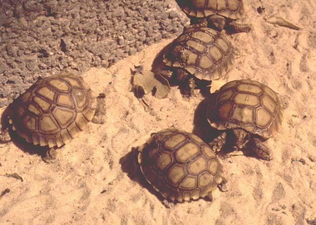 3: Spornschildkröten bei der Paarung in der