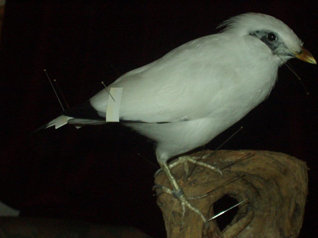 Auch bei Kleinvögeln, wie diesem Balistar, sind Qualitätsverbesserungen im Nacktbereich um die