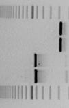 BMBF-Projekt: Pollentransfer auf verwandte Kreuzblütler 115 (Abb. 1, unten). Die Sequenzen des Transgens sind sowohl im GVO-Raps als auch in den Proben der Hybridpflanze deutlich zu erkennen.