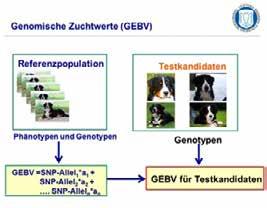 Genomanalyse ein modernes tierzüchterisches Verfahren Bei der Genomanalyse müssen zunächst anhand einer Referenzpopulation bestimmte Merkmalsträger (Phänotypen) und Genotypen in Zusammenhang gebracht