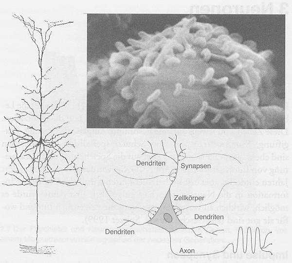 Neuron Zur Erinnerung: Lichtmikroskopische Aufnahme eines Neurons (linke) (Golgi-Färbung) und eine