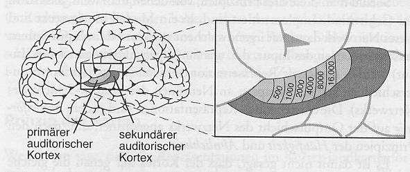 Abbildung unten: Der auditorische Kortex (genauer das Areal