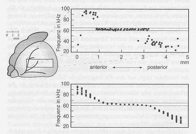 Die Verteilung der von den Neuronen repäsentierten Frequenzen ist dargestellt (rechts oben). Für Frequenzen um 61 khz ist etwa die Hälfte der Neuronen sensitiv.