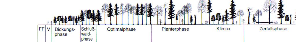 Schematischer Zyklus in einem Naturwald mit den wichtigen Strukturelementen für die Biodiversität pro Phase buschiger Biotopbäume offene