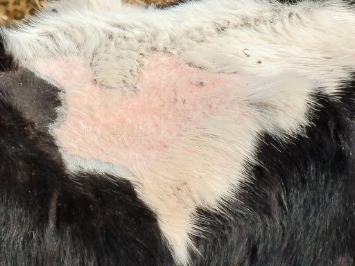 Im Frühjahr 2008 wurde bei sieben Tieren der Deutschen Shorthorn-Herde Alopezie (Haarausfall) und bei drei Tieren der Rotbunten-Herde Trichophytie festgestellt.