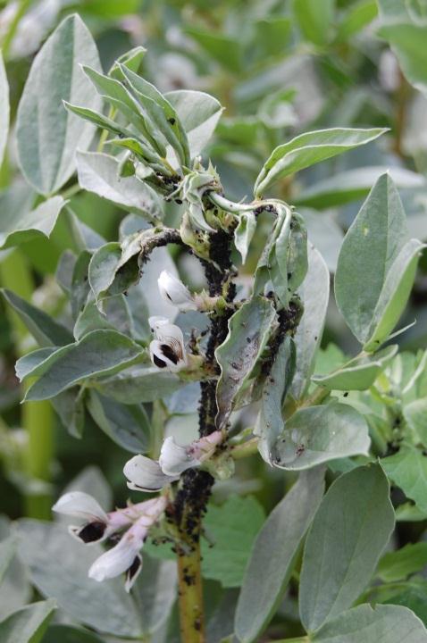 Großkörnige Leguminosen Pflanzenschutz Am 22. Mai konnte ein Erstauftreten von Blattläusen in Futtererbsen und Ackerbohnen festgestellt werden.