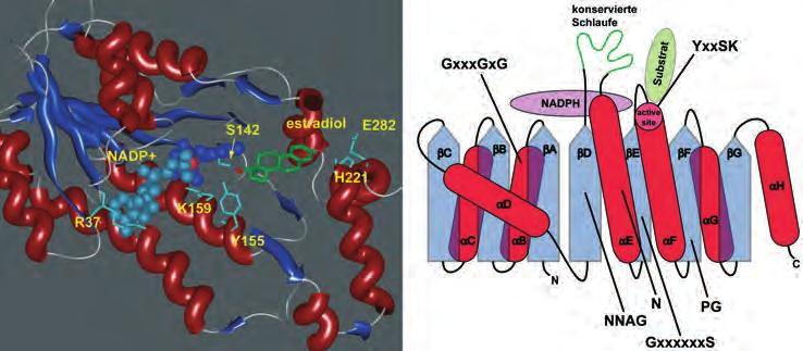 I Identifizierung neuer SDR-Enzyme als pharmakologische Targets und die Entwicklung von Inhibitoren zur Modulation 1+2 Abb. 1+2: Beispiel für ein SDR-Enzym mit Substrat und Kofaktor.