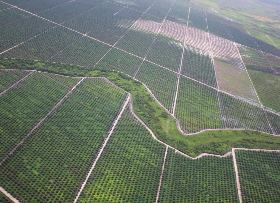 Der WWF fordert von Unternehmen 1 % zertifiziertes Palmöl und Verbesserungen durchsetzen sofort mit der Umstellung auf 1 % zertifiziertes, segregiertes Palmöl zu beginnen.