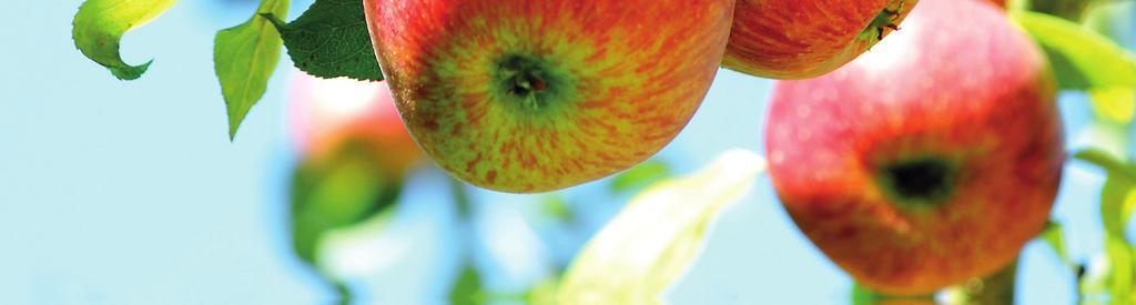 Branchenbericht Obstbau Der Anbau von Obst ist in Deutschland ein wichtiger Wirtschaftszweig und erfolgt bundesweit. Auf einer Fläche von 45.600 ha produzieren 7.455 Betriebe Baumobst.