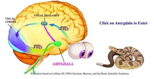 Einleitung Starke Aktivierung der Amygdala (durch Emotionen / Angst) führt über Noradrenalin- Sekretion zu - Verstärkter
