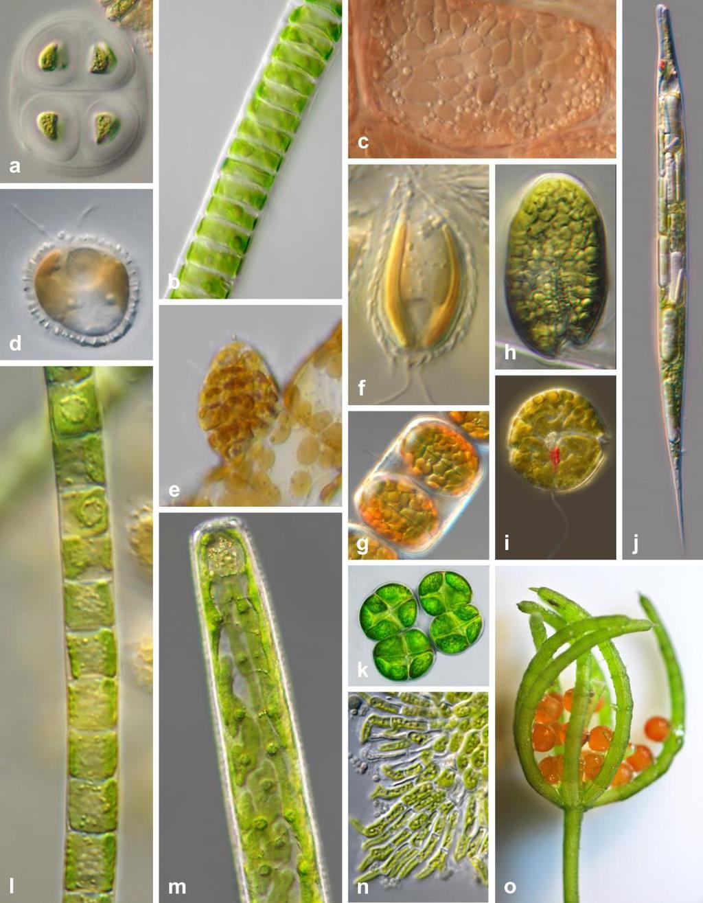 Abb. 2: Beispielorganismen unterschiedlicher Algengruppen und ihre Plastiden.