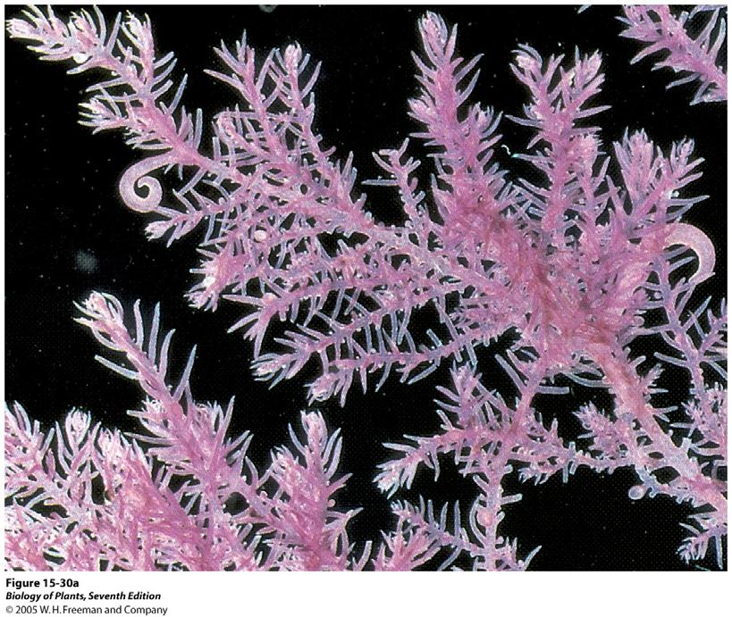 Rotalgen (Rhodophyta) Fast alle der ca. 4000 Arten leben im Meer, insbesondere in den wärmeren (tropischen) Meeren. Die meisten Arten sind makroskopisch, nur wenige Arten einzellig.