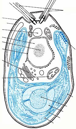 Augenfleck ) Zellkern Mitochondrion Napfförmiger Chloroplast Pyrenoid Stärke Thylakoide Stroma Chloroplastenhülle