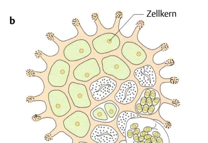 Etwas weiter entwickelt sind Aggregationsverbände und Zellkolonien Einzelne Zellen teilen sich