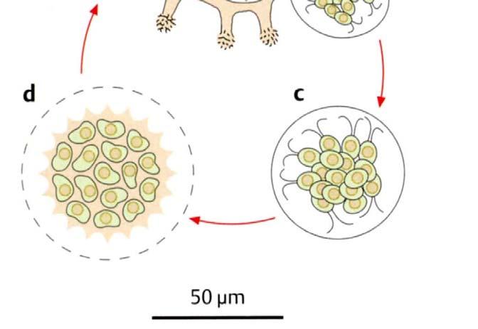 Schwärmerzellen (Zoosporen), die mit einer gemeinsamen Zellwand schlüpfen, die Geißeln abwerfen
