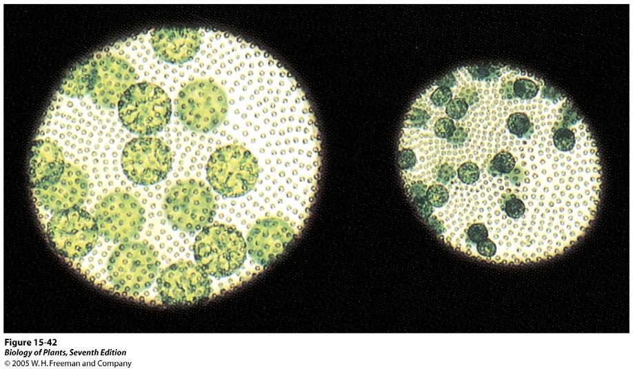 Etwas weiter entwickelt sind Aggregationsverbände und Zellkolonien Zellkolonien bestehen aus nicht differenzierten Zellen.