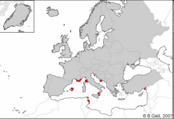 In 1992 the alga was found along the Ligurian coast, and off the Balearic Island of Majorca (Spain). In 1994, it spread to Elba and Messina in the strait of Sicily (Italy).
