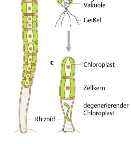 Ihre Zellen besitzen nur einen (1) ringförmigen (Mega) Chloroplasten.