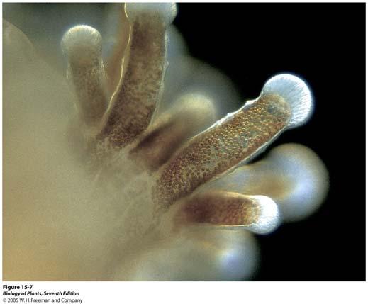 Zur Bedeutung von Dinoflagellaten Endosymbionten in vielen