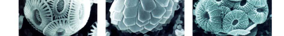 Die Zelloberfläche ist mit Schuppen aus Cellulose oder Calciumcarbonat bedeckt.