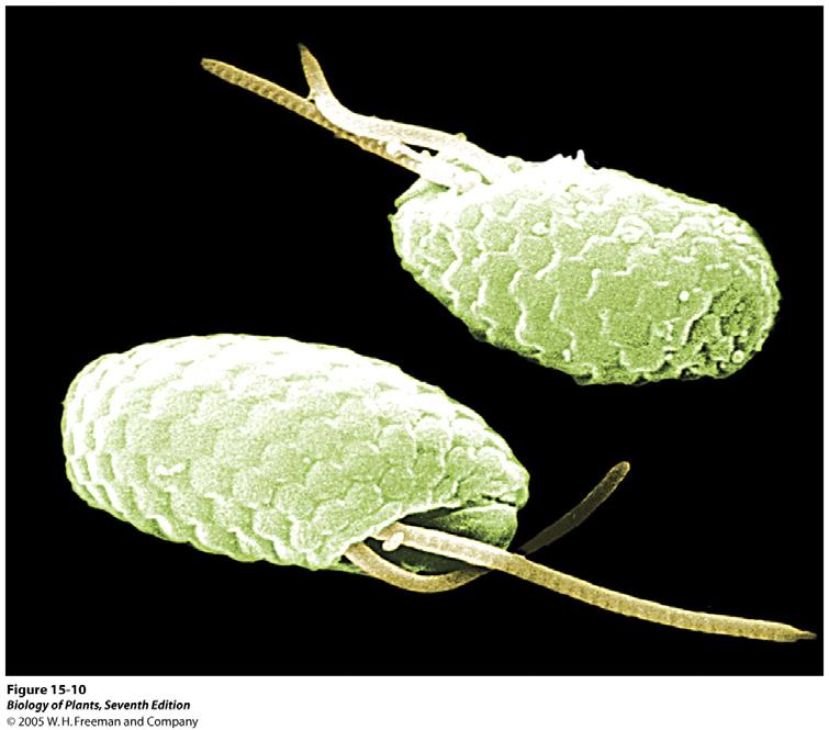 Cryptophyta Cryptomonaden sind sehr kleine Algen (3-50 µm), die vor allem in kalten Gewässern (Meer und Süßwasser) vorkommen und dort zu ausgeprägten Blüten wachsen können.