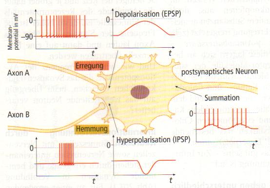 Hemmende Synapsen Es gibt auch Synapsen, die eine hemmende Wirkung haben, das sie die