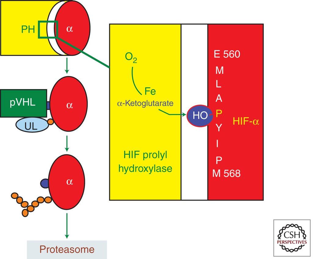 Prolyl-Hydroxylierung von HIF Bunn H F