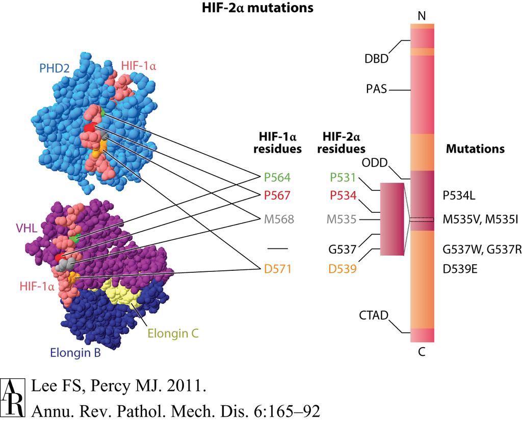 Humane HIF-2α Mutationen (GoF) Lee FS,