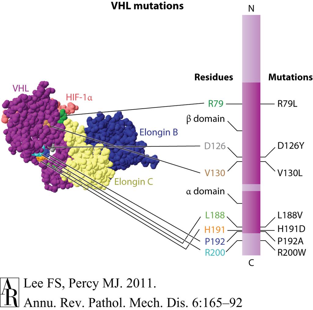 Humane VHL Mutationen (LoF) Lee FS, Percy