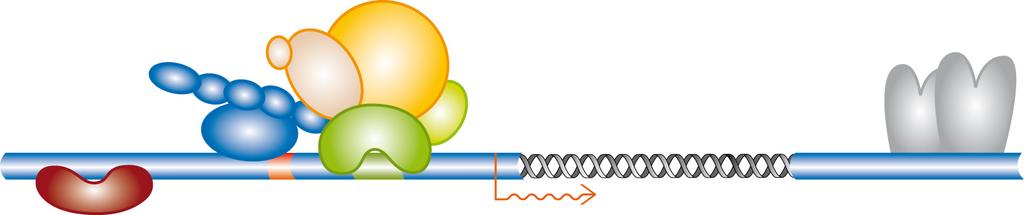 Normoxie Molekulare Mechanismen der Epo Regulation WT1 Pol II Co-Fp300 GATA4 Fog2 5 E 3