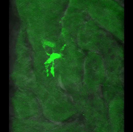 Charakterisierung der Renal Epo Producing Cells Mausmutante mit Expression von green fluorescent