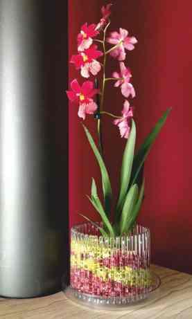 die Orchideenwurzel lässt, verstärkt das Wachstum zusätzlich.